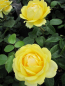Preview: Rosa Marselisborg